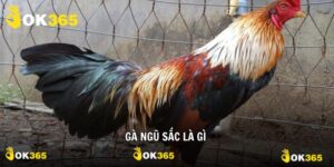 Gà Ngũ Sắc Là Gì Khám Phá Nhiều Điều Về Thần Kê Siêu Hiếm
